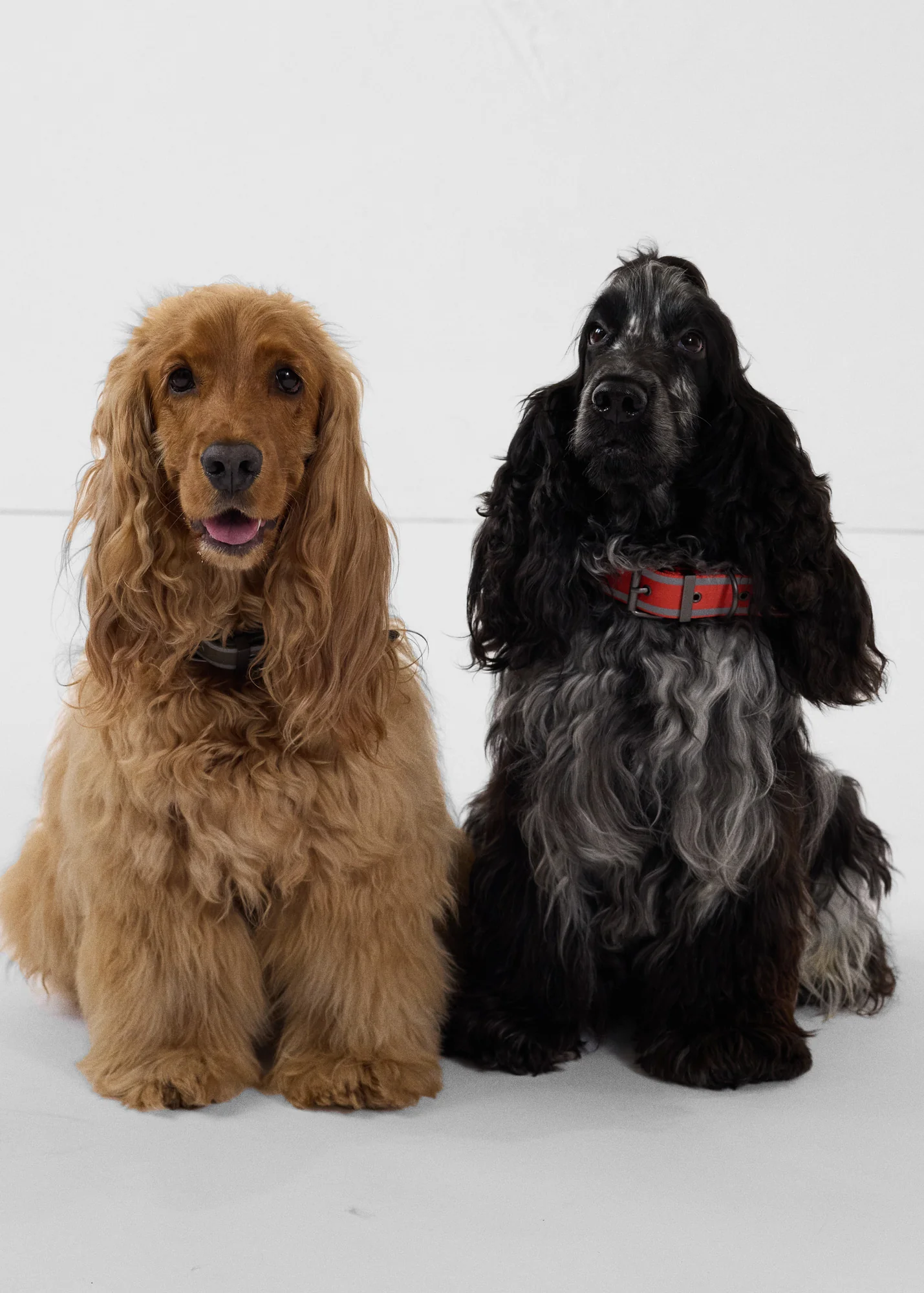 Collier pour chien Rouge feu Pancho - Image 3